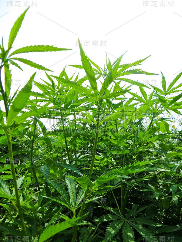 大麻丛