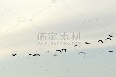 群鹤