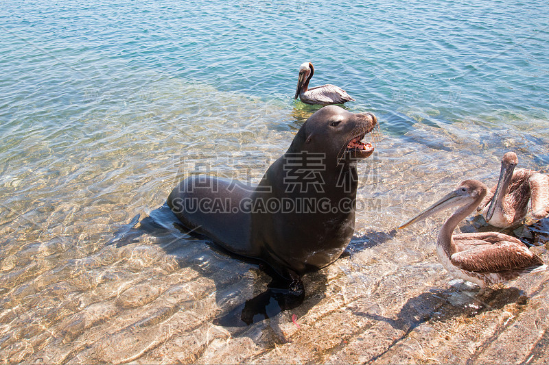 海狮和鹈鹕在墨西哥卡波圣卢卡斯的游艇上