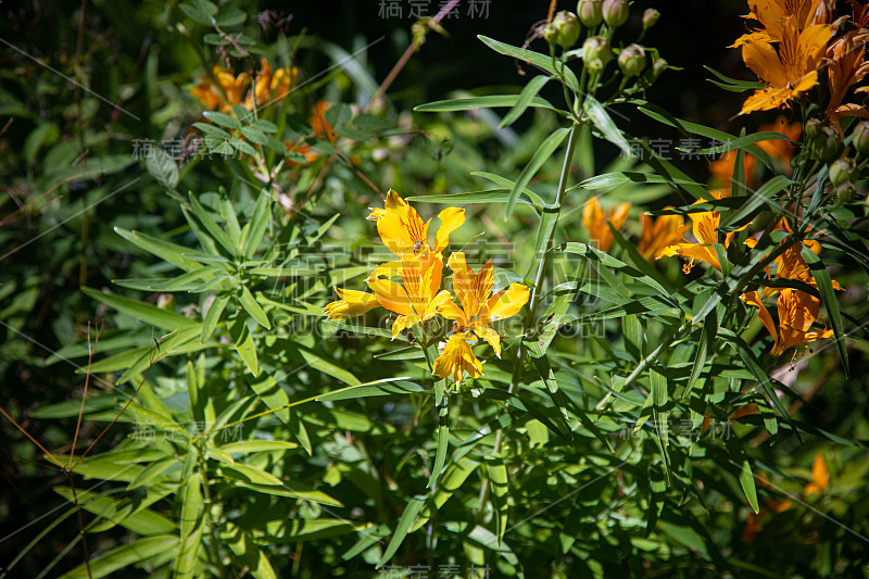 Alstroemeria aurea花，也被称为Amancay在Villa la Angostura