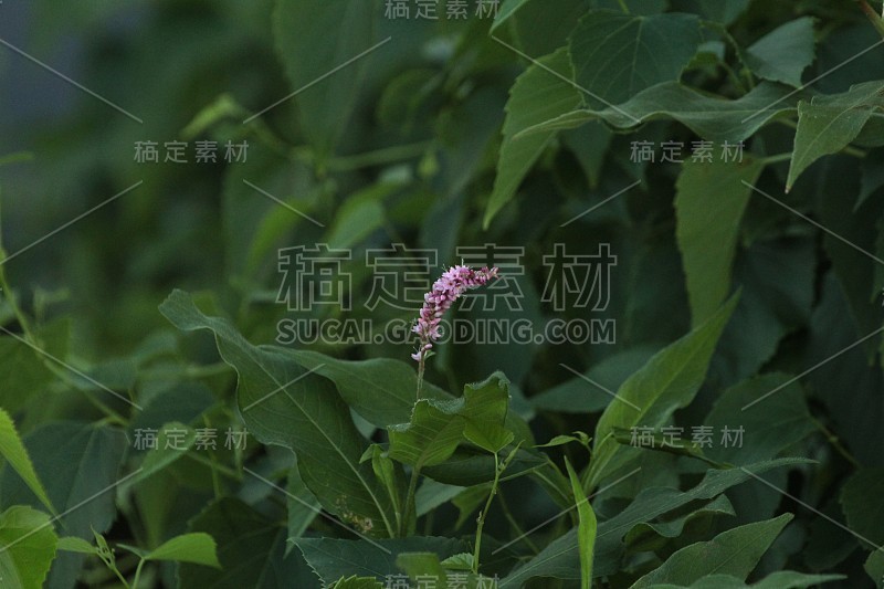 一小缕珊瑚藤花，叶子柔软