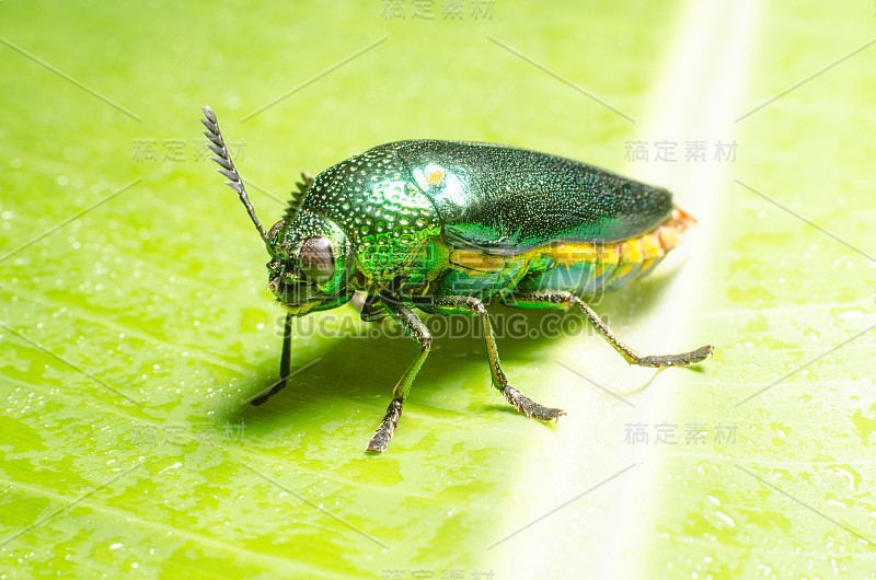 美丽的宝石甲虫或金属木材钻孔(Buprestid)在绿叶上。