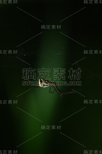 长腿蜘蛛