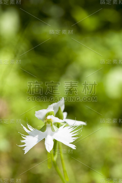 habenaria radiata