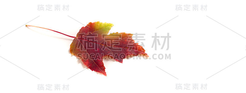 秋天的枫叶