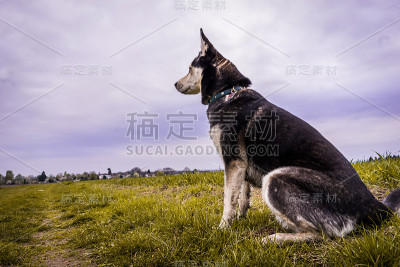 沙哑的肖像