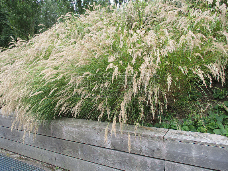 公园里高大的草本植物