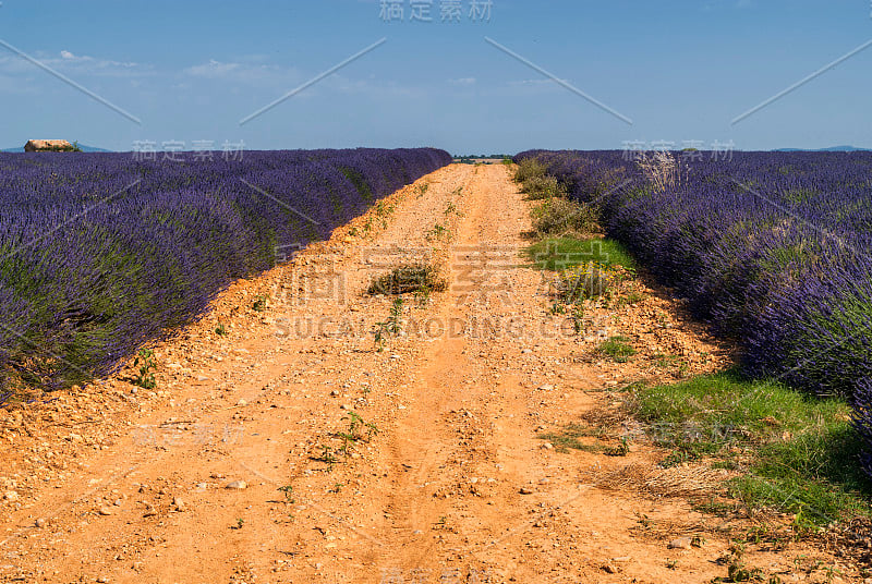 普罗旺斯(Provence)，薰衣草