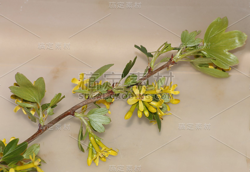 一些金加仑(Ribes aureum)的花朵