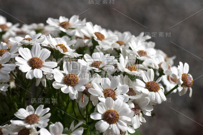 chamomiles