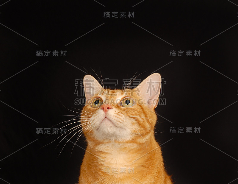 黑猫抬头看