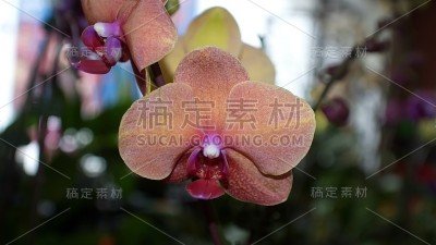 紫黄兰