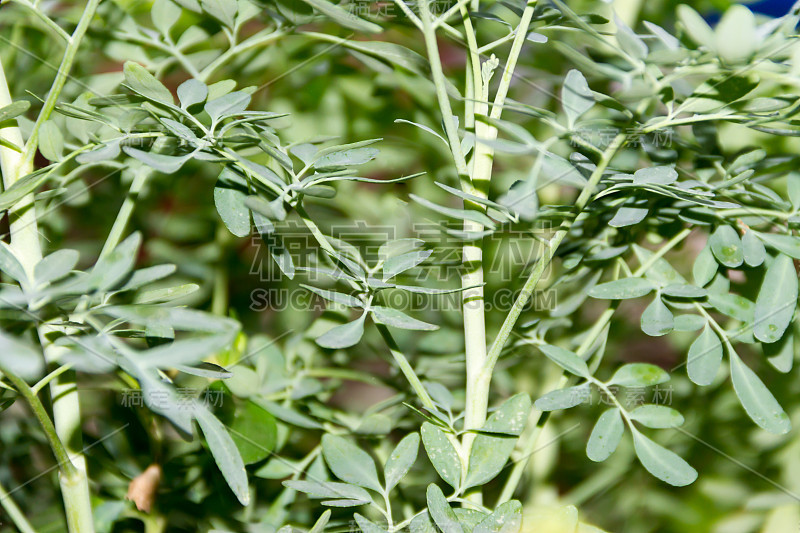 药用植物芸香的叶子，背景不突出