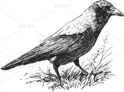 乌鸦