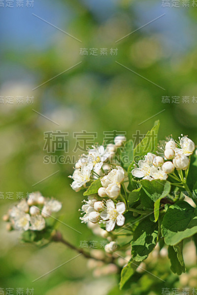 布什开花