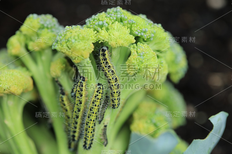 花椰菜上的白色蝴蝶毛虫