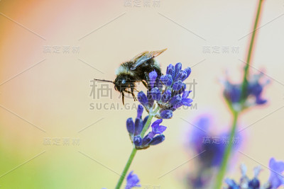 大黄蜂