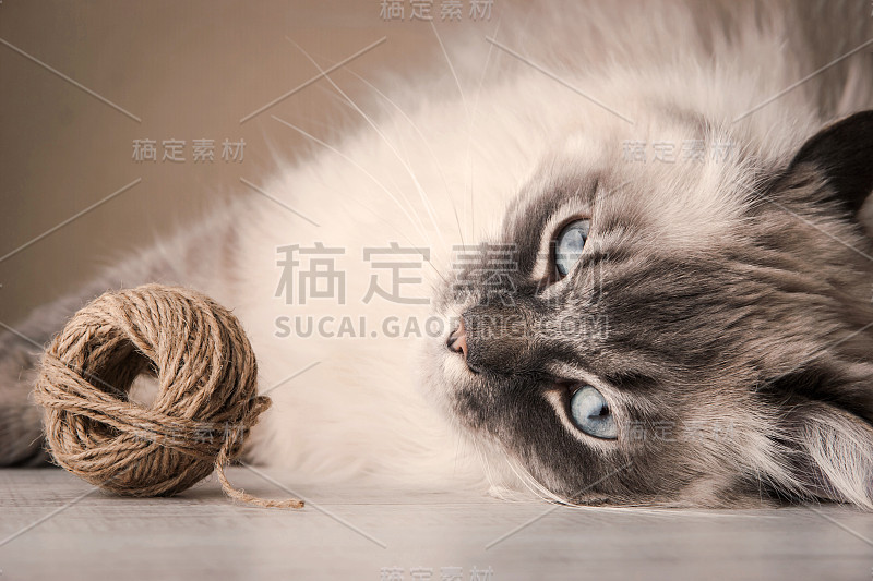 带线索的西伯利亚猫