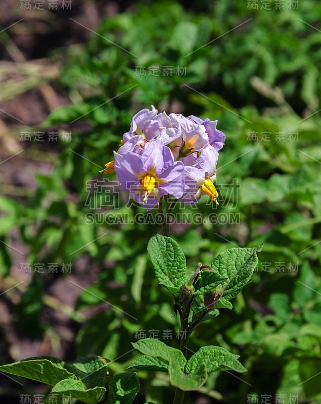 马铃薯之花