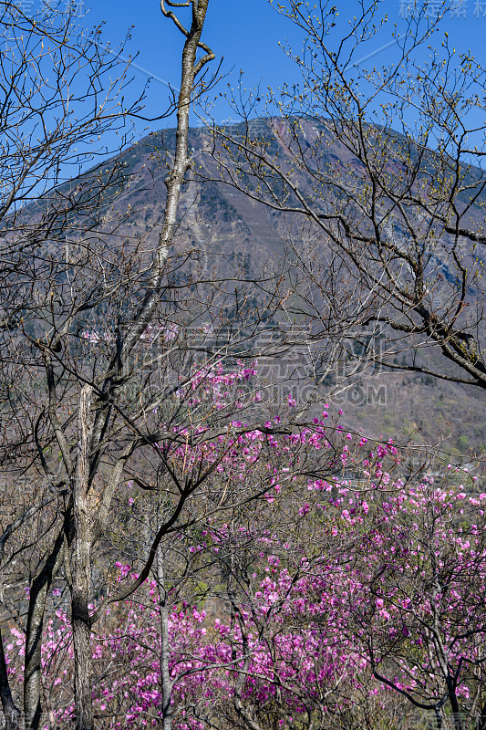 春天的杜鹃和南台山