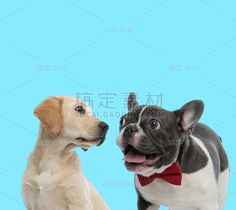 兴奋的法国斗牛犬喘着气，好奇的拉布拉多寻回犬看着它