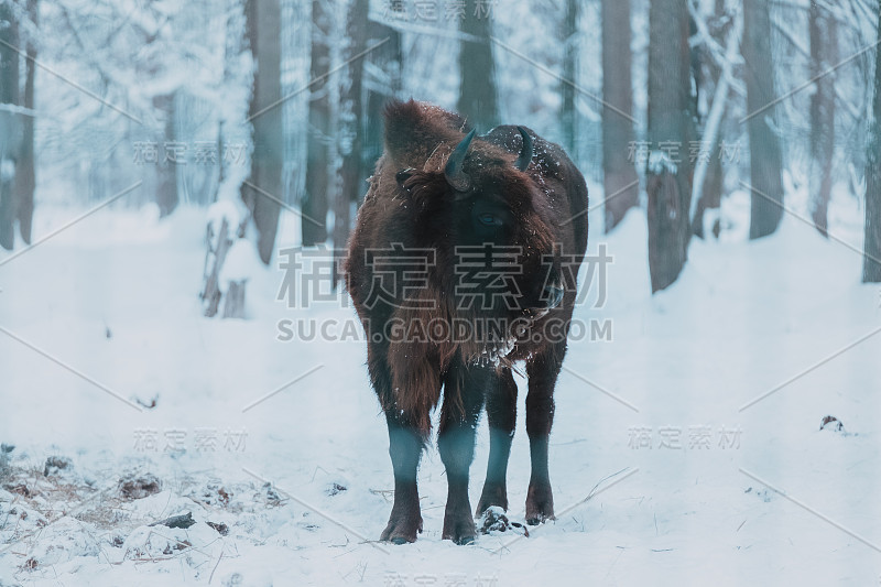 森林背景和雪地上的野牛