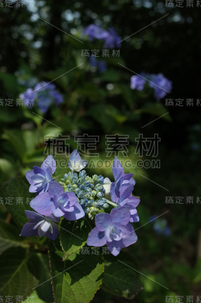 浅蓝色的绣球花