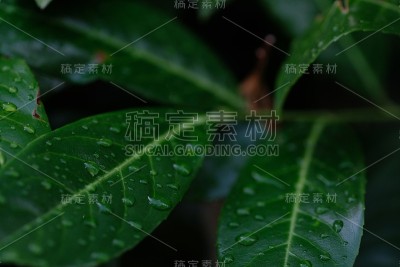 露珠落在树叶上