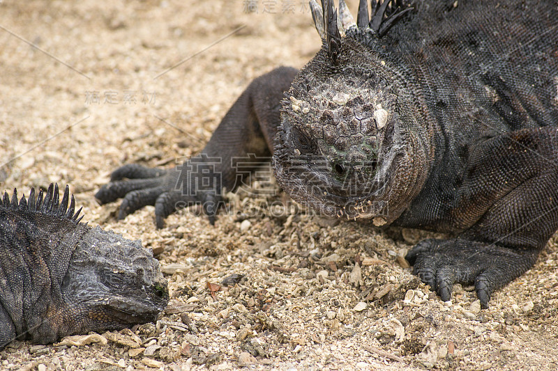 微距拍摄的iquana身体部位