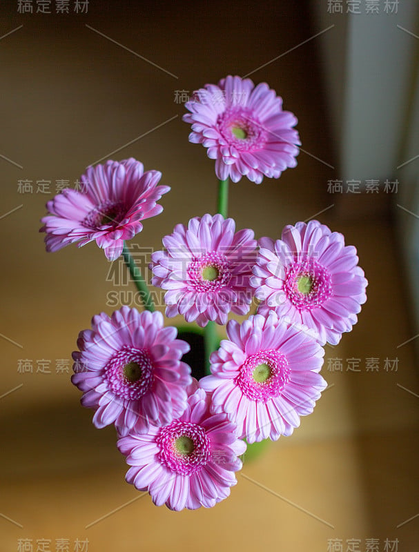 顶视图美丽的粉红色非洲菊花束