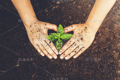 植物幼苗的新生命在黑土中生长。园艺和环保的概念。