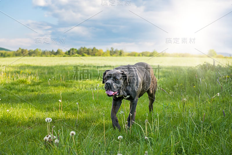 Cane corso，意大利獒犬