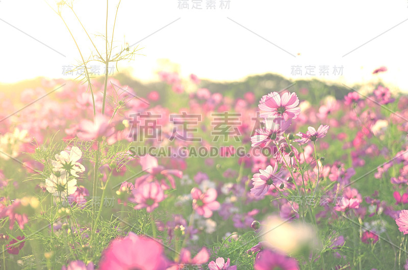 宇宙花园是粉红色的。