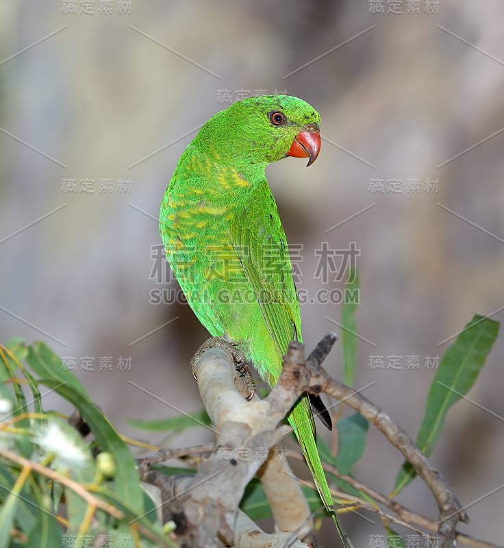 鳞片胸鹦鹉(chlorolepidotus)