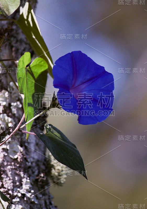 皮科蒂牵牛花或常春藤牵牛花