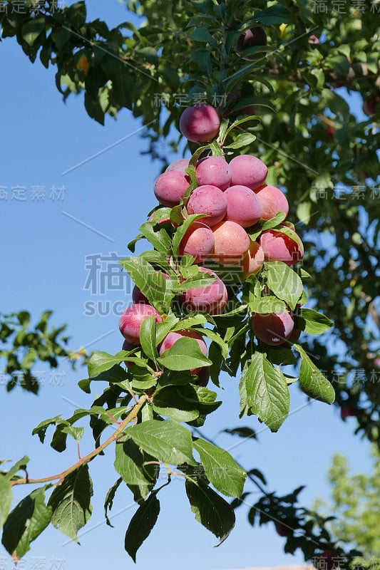 漫步在luberon，天文台的圣米歇尔和巴侬在沃克鲁兹，法国