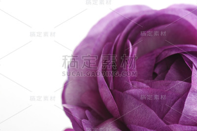 紫毛茛花