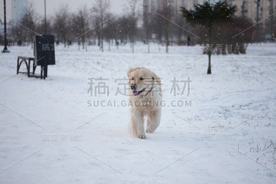 一只美丽的金毛猎犬在散步。冬天。