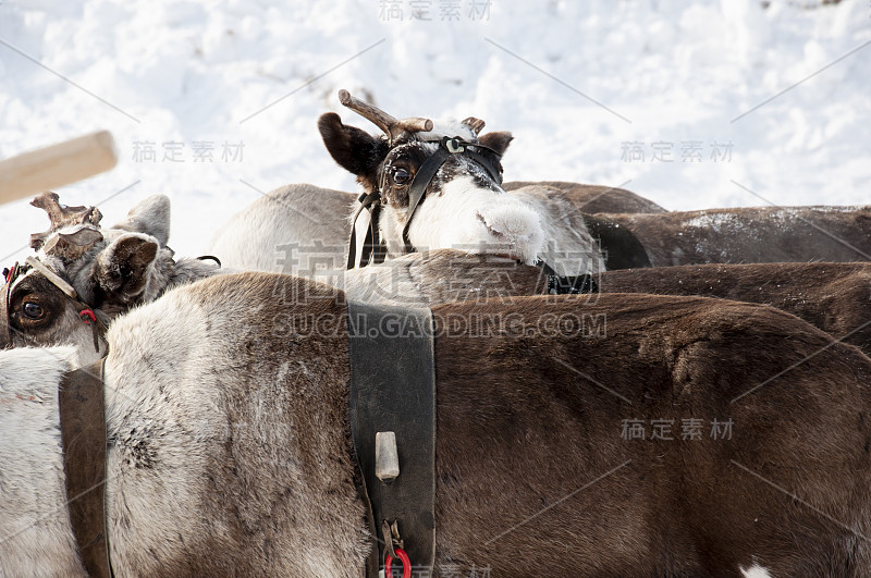 北鹿在雪地跑道上奔跑