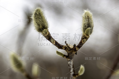 木兰豆芽