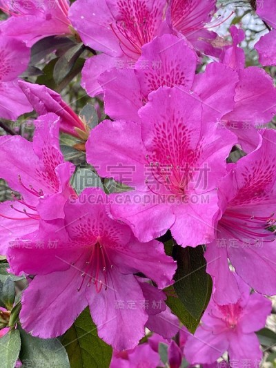 杜鹃花关闭