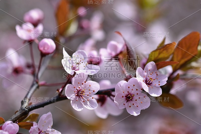 春天的花。美丽的开花的树枝。Cherry-Sakura和太阳。