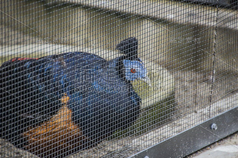 日本东京上野动物园笼子里的食火鸡