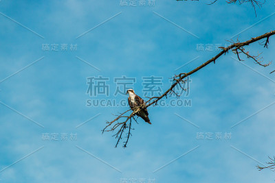 鹰
