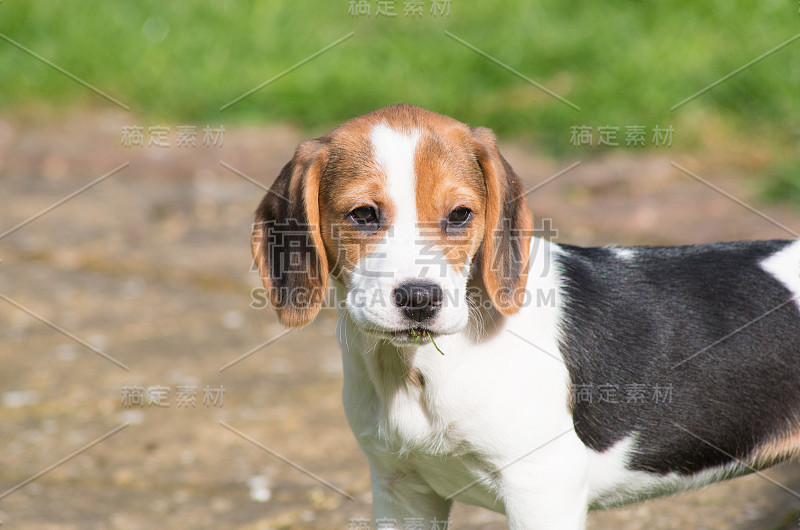 小猎犬号