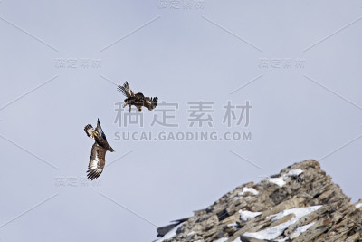 一对金雕在瑞士阿尔卑斯山的高海拔上并肩飞翔。