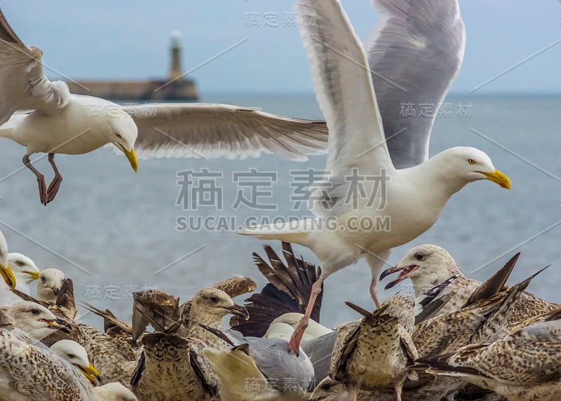 群海鸥