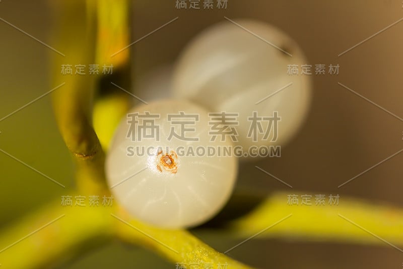 槲寄生果实白色浆果(Viscum album)，常见于欧洲槲寄生，檀香科，槲寄生)，半寄生或半寄生灌