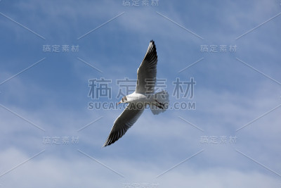 白天，一只地中海海鸥带着薄云在天空中飞翔