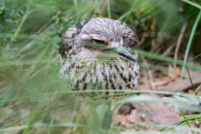 布什石Curlew Front